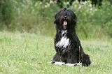 TERRIER DU TIBET 076